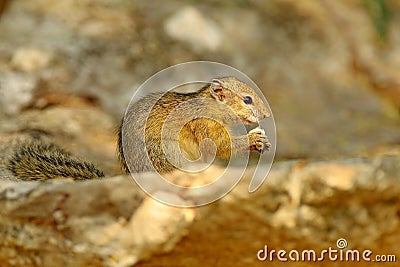 Tree Squirrel, Paraxerus cepapi chobiensis, eating nut, detail of exotic African little mammal with red eye in the nature habitat Stock Photo