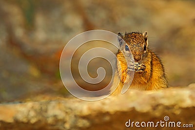 Tree Squirrel, Paraxerus cepapi chobiensis, eating nut, detail of exotic African little mammal with red eye in the nature Stock Photo