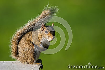 Tree squirrel Stock Photo