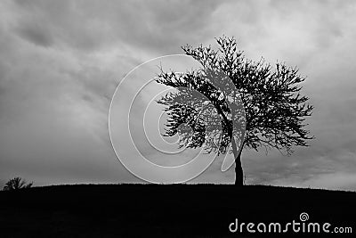 Tree Cloud Storm Stock Photo