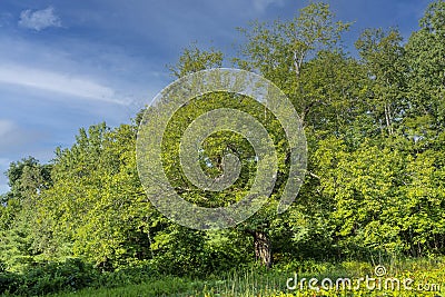 a tree stands ina field in western massachusetts Stock Photo