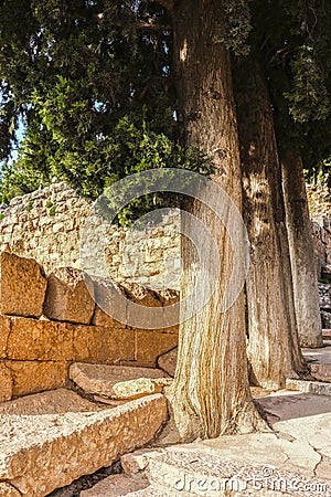 Tree and stone - Pine tree roots grow underneath and break stone gutter beside rustic stairs - closeup Stock Photo