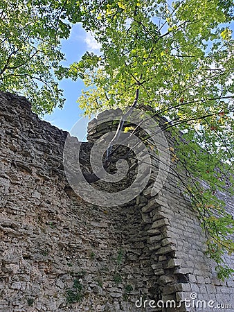 Tree from a stone wall. Life breaks through obstacles. Stock Photo