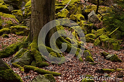 Tree and stones covered by moss Stock Photo