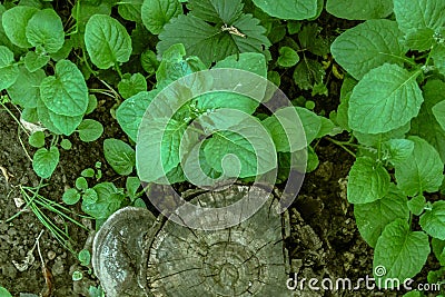 Tree stub with burl among plants in forest wood. Top view of nature background. Dry cracked core and bark comparing with fresh Stock Photo