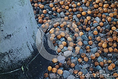 Tree stump Stock Photo