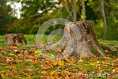 Tree stump autumn nature landscape Stock Photo