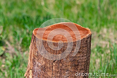 Tree stump in a bright and green coniferous forest Stock Photo