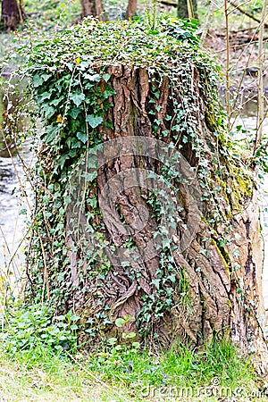 Tree stump covered with ivy Stock Photo