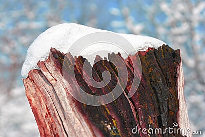 Tree stump covered with white fluffy snow close up detail, winter Stock Photo