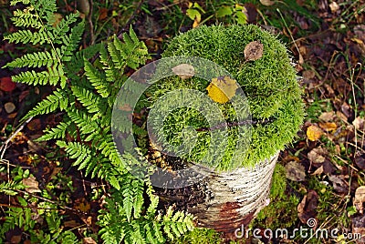 Tree stump with face of moss Stock Photo