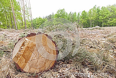 Tree stump on felled forest. Stock Photo