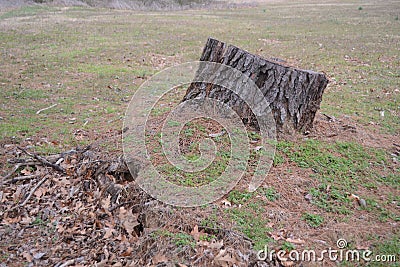 Tree Stump Removal Lumberjack Service Stock Photo