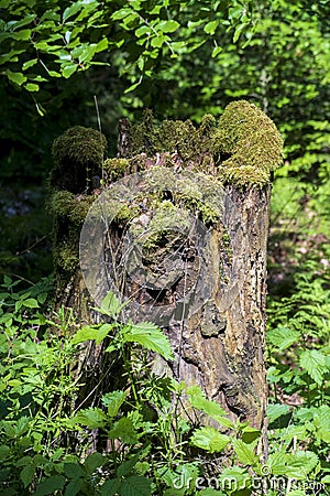 Tree stump overgrown with moss looks like an elven forest Stock Photo