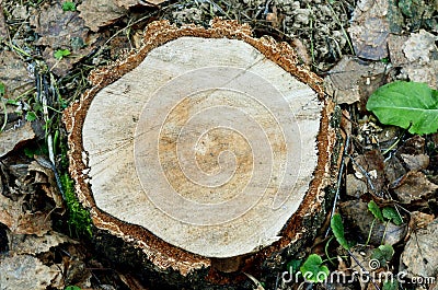 Tree stump, sawed wood, rings on the saw cut of the tree Stock Photo