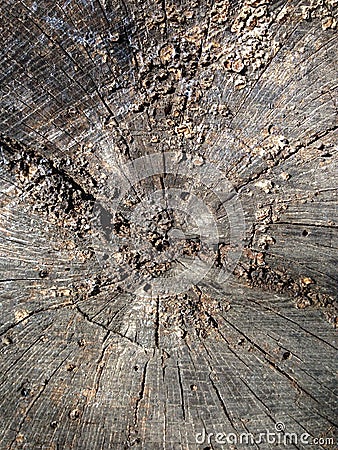 Tree stump texture Stock Photo