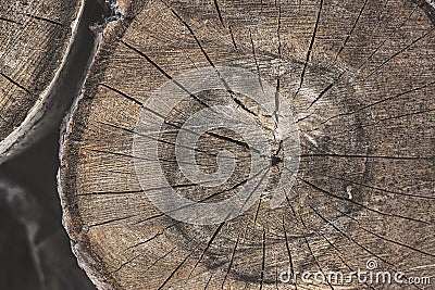 Tree Stump Texture Stock Photo
