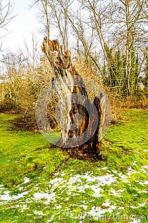 Tree stump of a tree that was knocked down by a lightning strike in Campbell Valley Park Stock Photo