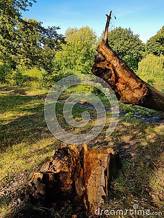 Tree Stump and Trunk Fallen into a River in Autumn Stock Photo