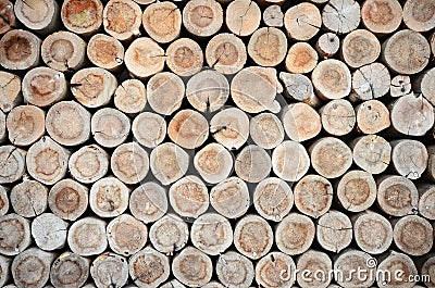 Tree stumps background Stock Photo