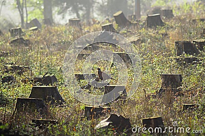 Tree stumps in a clear cut forest Stock Photo