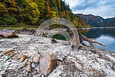 Tree stumps after deforestation near Gosauseen or Vorderer Gosausee lake, Upper Austria. Autumn Alps mountain lake with clear Stock Photo