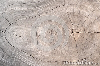 Tree stumps and felled forest deforestation abstract for background Stock Photo