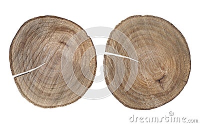 Tree stumps isolated on white background Stock Photo