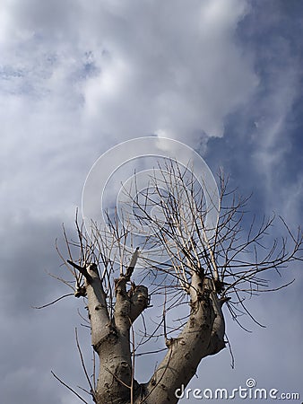 Tree with sun light blue cluod copy space Stock Photo