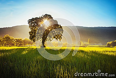 tree and sunrise over mountain Stock Photo