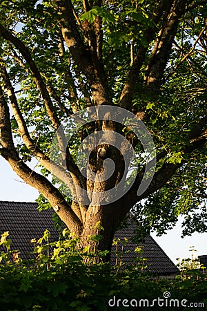 tree in a sunset at a park in rural Sweden Stock Photo