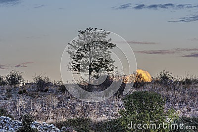 Tree in a sunset in the Sierra of Guadarrama. Europe Spain Madrid Stock Photo
