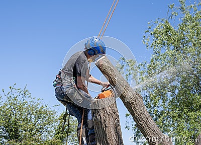 Arborist cutting tree stem Stock Photo