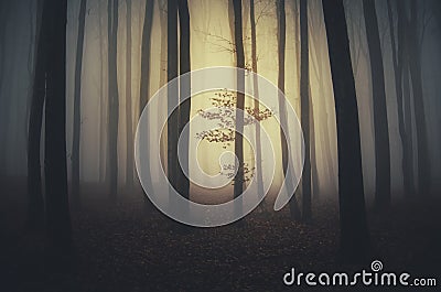 Tree in surreal forest Stock Photo
