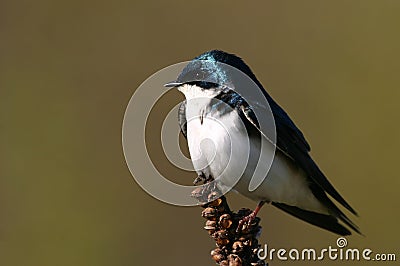 Tree swallow Stock Photo