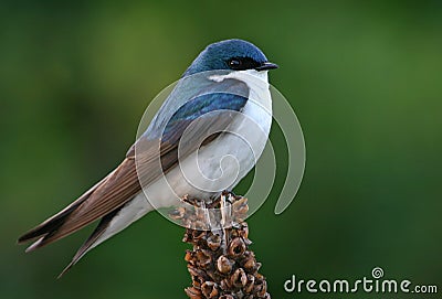 Tree swallow Stock Photo