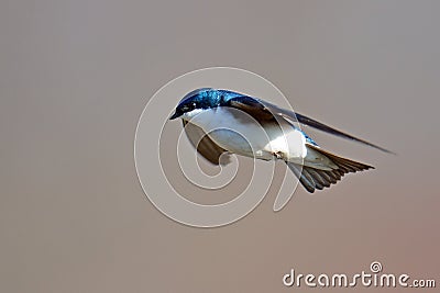 Tree Swallow Stock Photo