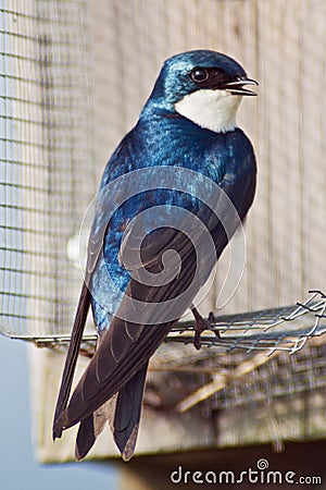 Tree Swallow Stock Photo