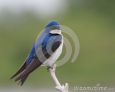 Tree swallow Stock Photo