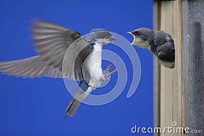 Tree Swallow Feeding Babies Stock Photo