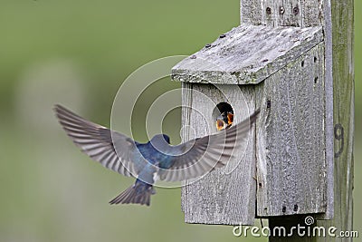 Tree Swallow feeding juveniles Stock Photo