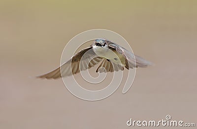 Tree Swallow in flight Stock Photo