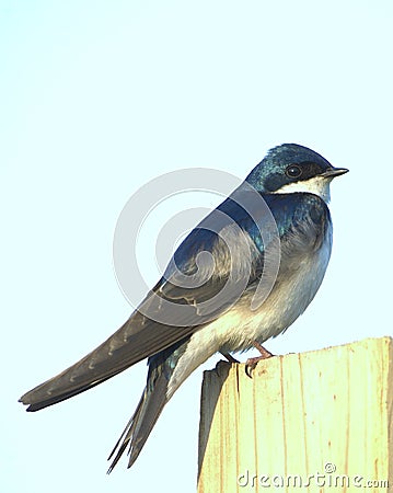 Tree Swallow (Iridoprocne bico Stock Photo