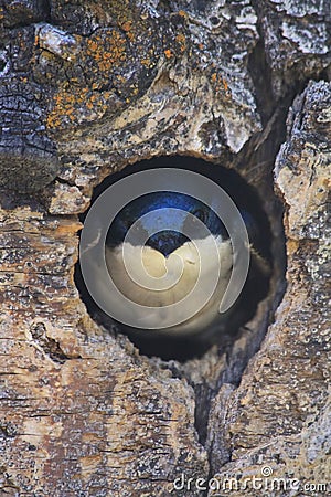 Tree Swallow Bird at Nest Hole Stock Photo