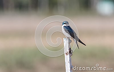 Tree Swallow in Alaska Stock Photo