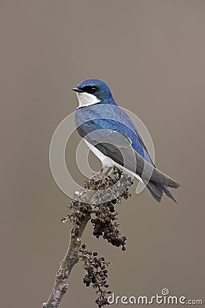 Tree Swallow (Tachycineta bicolor) Stock Photo