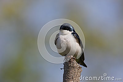 Tree Swallow (Tachycineta bicolor) Stock Photo