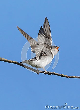 Tree Swallow - Tachycineta bicolor Stock Photo