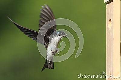 Tree Swallow & x28;tachycineta bicolor& x29; Stock Photo