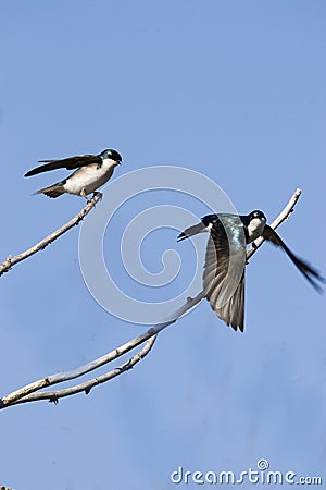 Tree Swallows Stock Photo